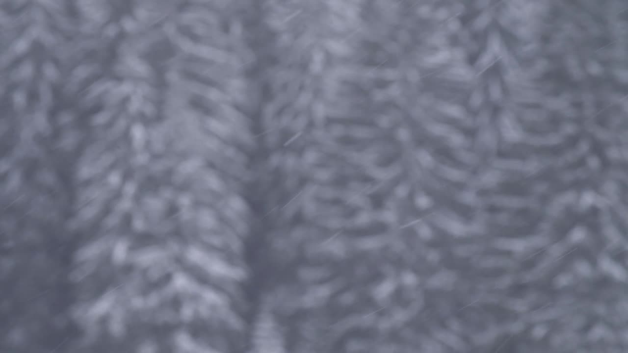 Snow falling in a blurry winter forest. Snowflakes gently falling in a cold, blurry pine forest during a peaceful winter storm