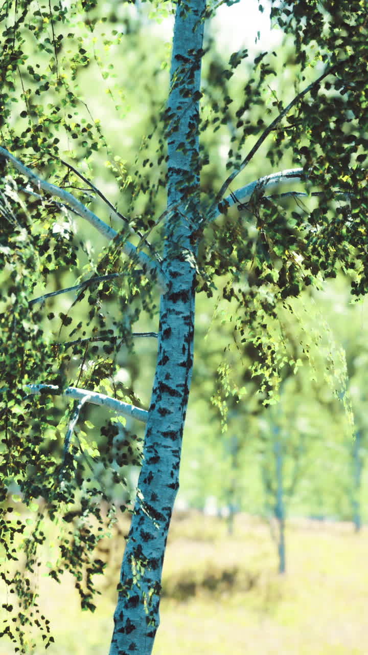 Una betulla si erge alla luce del sole con foglie verdi in un ambiente forestale in estate.