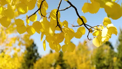 close up of yellow leaves on bright sunny day