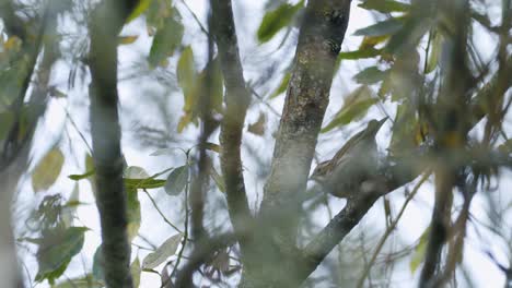 Sola-Alondra-Alondra-Atrapando-Insectos-En-El-Arbusto-Del-árbol-Migración-Otoñal