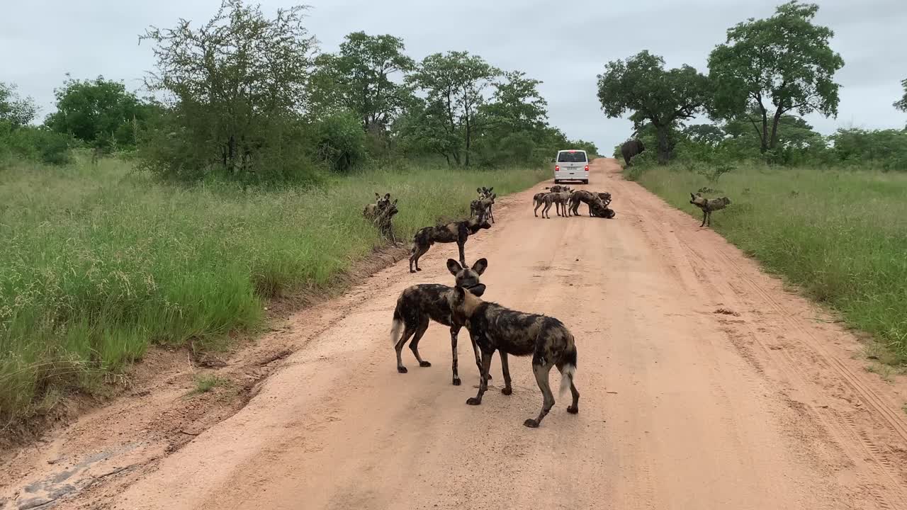 gran manada de perros salvajes africanos juegan en el camino de tierra en el parque nacional kruger