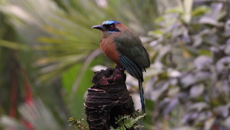 blue crowned motmot sitting on a tree stump observing the landscape