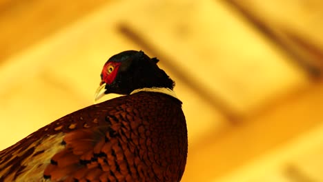 closeup of pheasant head with colorful feathers on ring neck