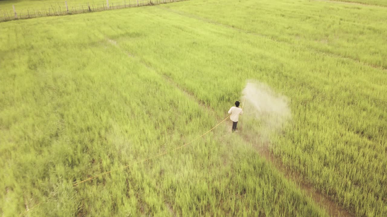 Contadino che cammina e spruzza pesticidi per insetti sulla sua coltura di riso