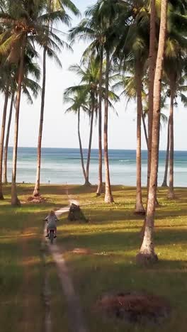 un disparo vertical de un ciclista montando a través de palmeras en la playa