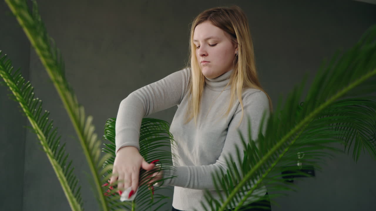 Woman Cleaning a Palm Plant