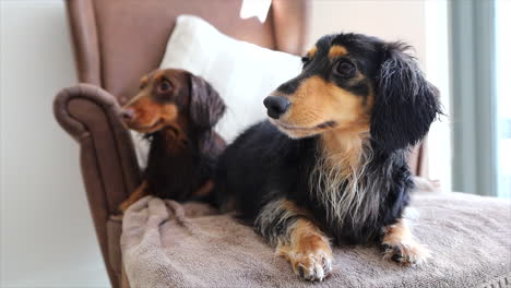 two wet sausage dogs lying on a towel upon a brown arm chair at home