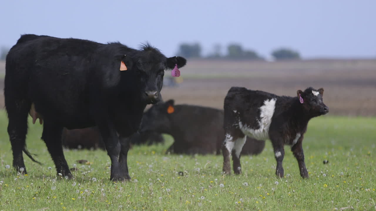 Young Dairy Calf with Mother Cow Eating and looking at the camera on a farm in rural Iowa, USA