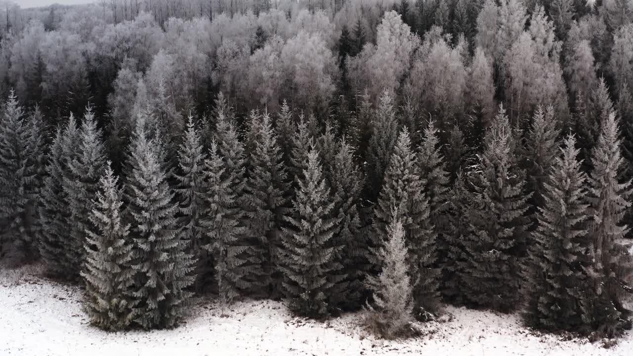 Luftfoto med tilt-op af frossen skov om vinteren. Rimfrost på træerne. Droneudsigt over høje sneklædte træer ved skovkanten