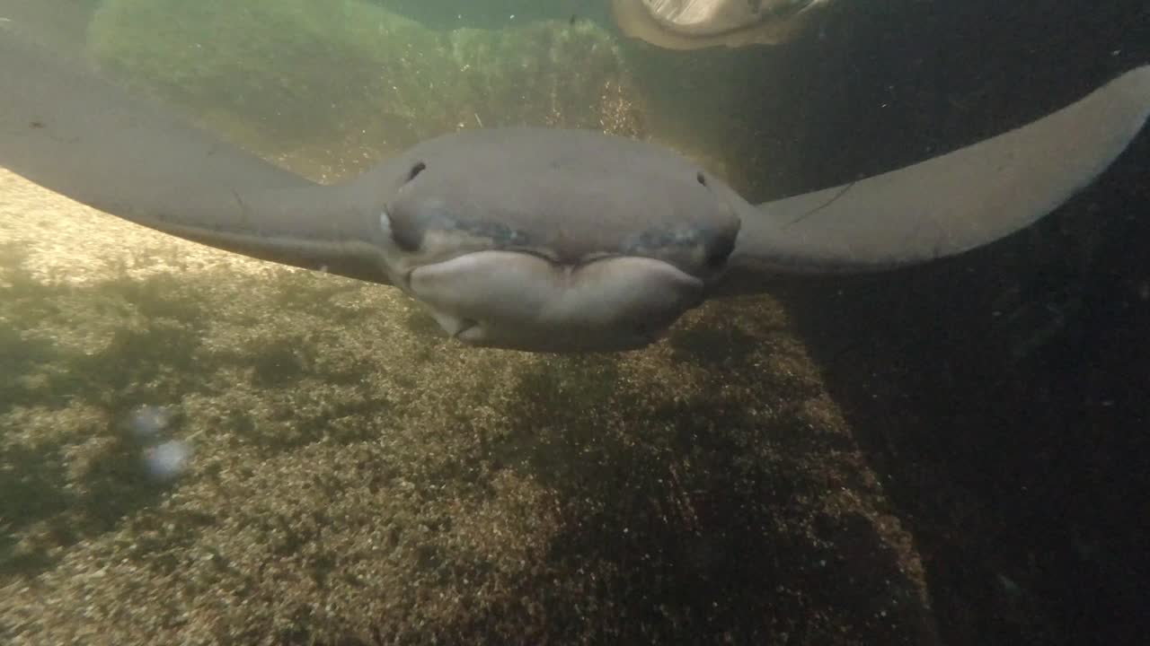 Underwater view of a fish