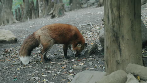 Miyagi-Zao-Fuchsdorf-Mit-Ezo-Rotfuchs-Wandern-Und-Schnüffeln-Auf-Waldboden-In-Shiroishi,-Japan