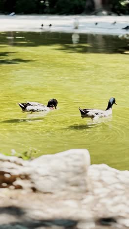 ducks gliding calmly across green pond surface in sunlight