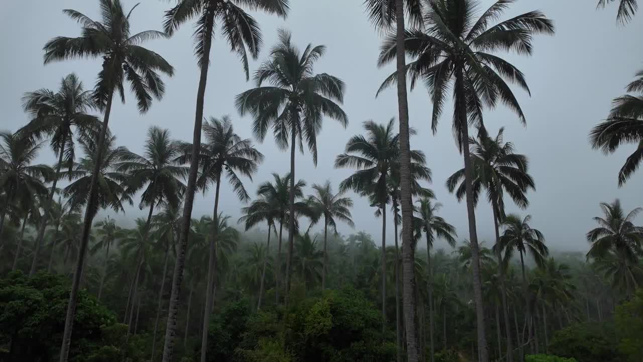 palmas de niebla en el santuario de ko samui, tailandia
