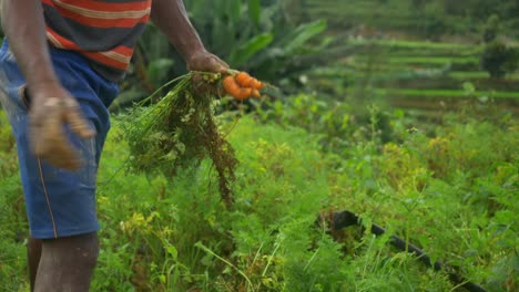 Zanahorias-Recién-Cosechadas-En-La-Granja,-Primer-Plano,-India