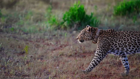 leopard in african savanna