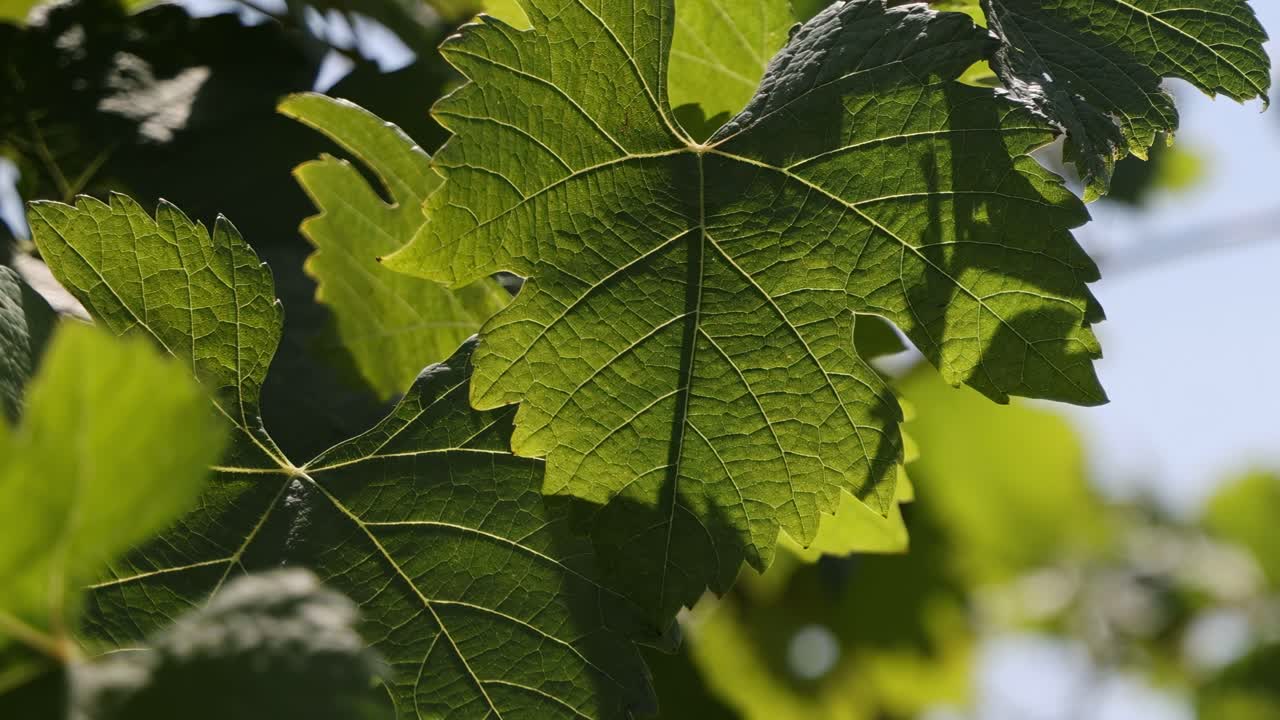 Detailed view of vibrant green leaves with sunlight filtering through, highlighting their intricate vein patterns.