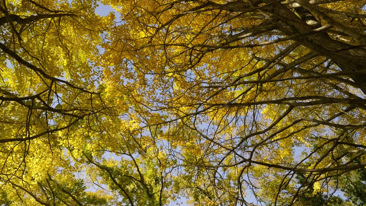 Beautiful yellow Gingko trees. Locked off tripod shot looking up