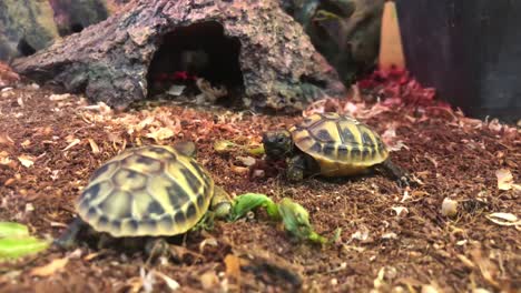 terrestrial little turtles rest in their home, a small breed of turtles. beautiful reptile pets. 4k video