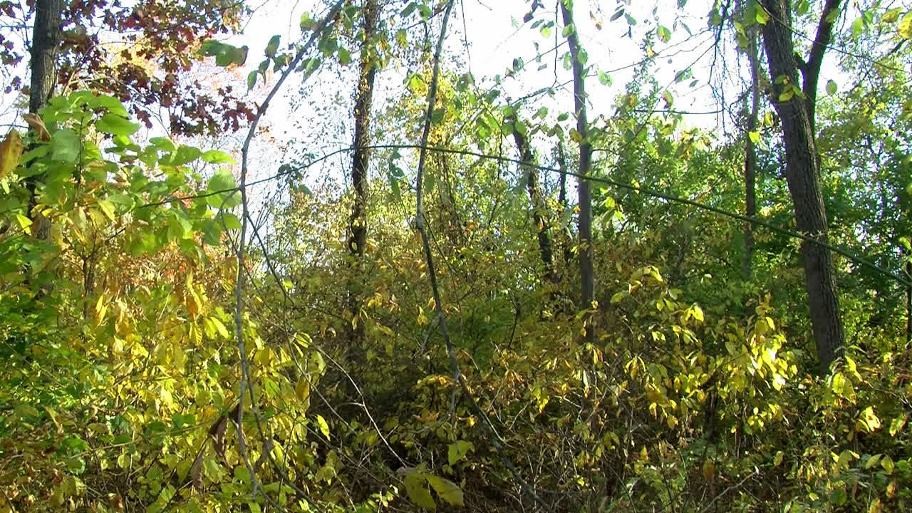 la luz del sol y el viento en un matorral boscoso en movimiento de lapso de tiempo