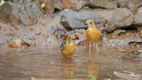 Ein-Paar-Orangeköpfige-Erddrosseln-Badet-Gemeinsam-In-Einem-Dschungelteich,-Um-Der-Hitze-Im-Sommer-Zu-Entfliehen