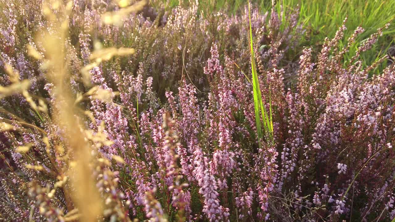 Close-up van paars bloeiende heide in nationaal park De Meinweg, Nederland - 4k60p