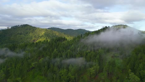 Eine-Filmische-Aufnahme-Von-Kiefern-In-Malaybalay