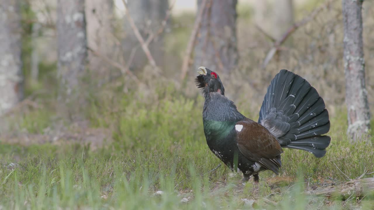 남성 서부 캐퍼케일리 (western capercaillie) 는 렉 (lek) 지역에서 렉킹 (lekking) 계절에 소나무 숲에서 아침 빛에 가까이 서식합니다.