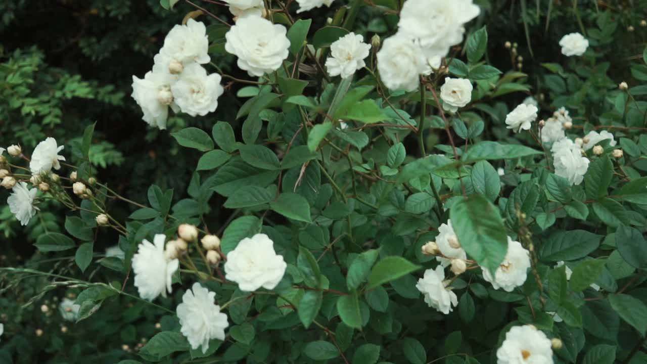 장미 와 울창 한 초록색 잎자루