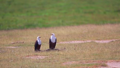 dos águilas pescadoras africanas hurgan en un cadáver en amboseli, kenia