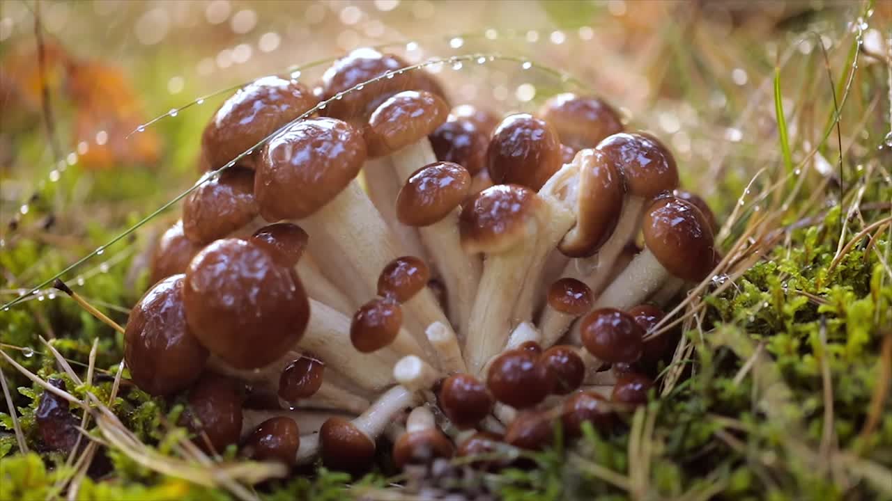 비가 오는  ⁇ 빛이 비는 숲에서  ⁇ 의 아가릭의 armillaria 버섯.