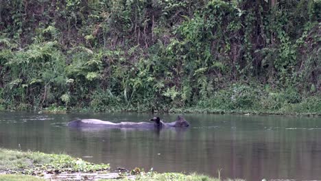 A-rhino-submerged-under-the-water-cooling-in-the-hot-afternoon-sunshine