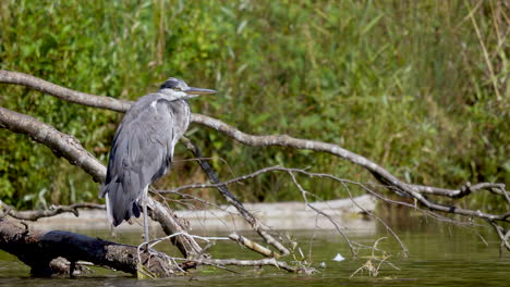 Retrato-De-Un-Pájaro-Garza-Gris-Salvaje-Posado-En-Una-Rama-De-Un-árbol-En-El-Lago-Durante-El-Día-Soleado,-Primer-Plano