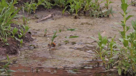 Ein-Parkeet-Im-Pantanal-Fliegt-Vom-Wasserteich-Weg