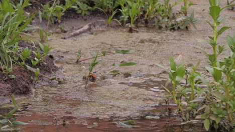 un parkeet en pantanal vuela lejos del estanque de agua