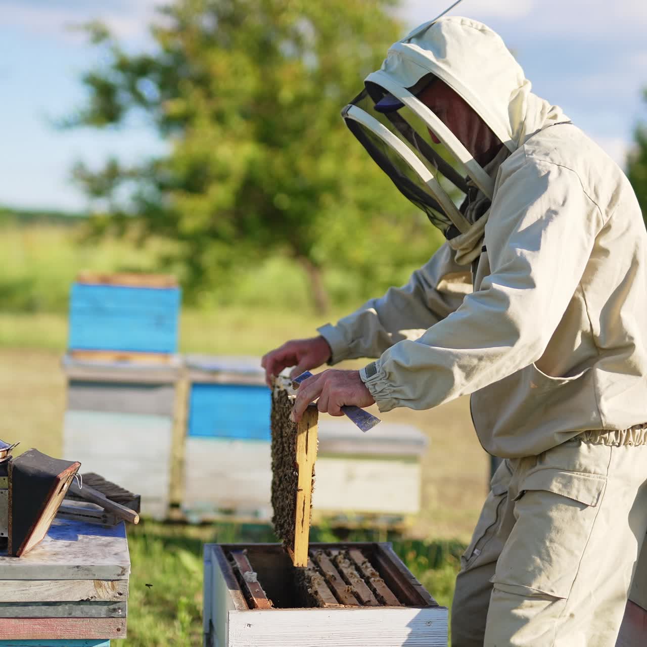 Uomo con una speciale tuta protettiva che lavora nel suo allevamento di api. Un apicoltore estrae un favo pieno dall'alveare sollevandolo all'altezza degli occhi. Sfondo sfocato