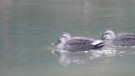 Zwei-östliche-Enten-Mit-Fleckschnabel,-Die-Im-Fluss-Schwimmen