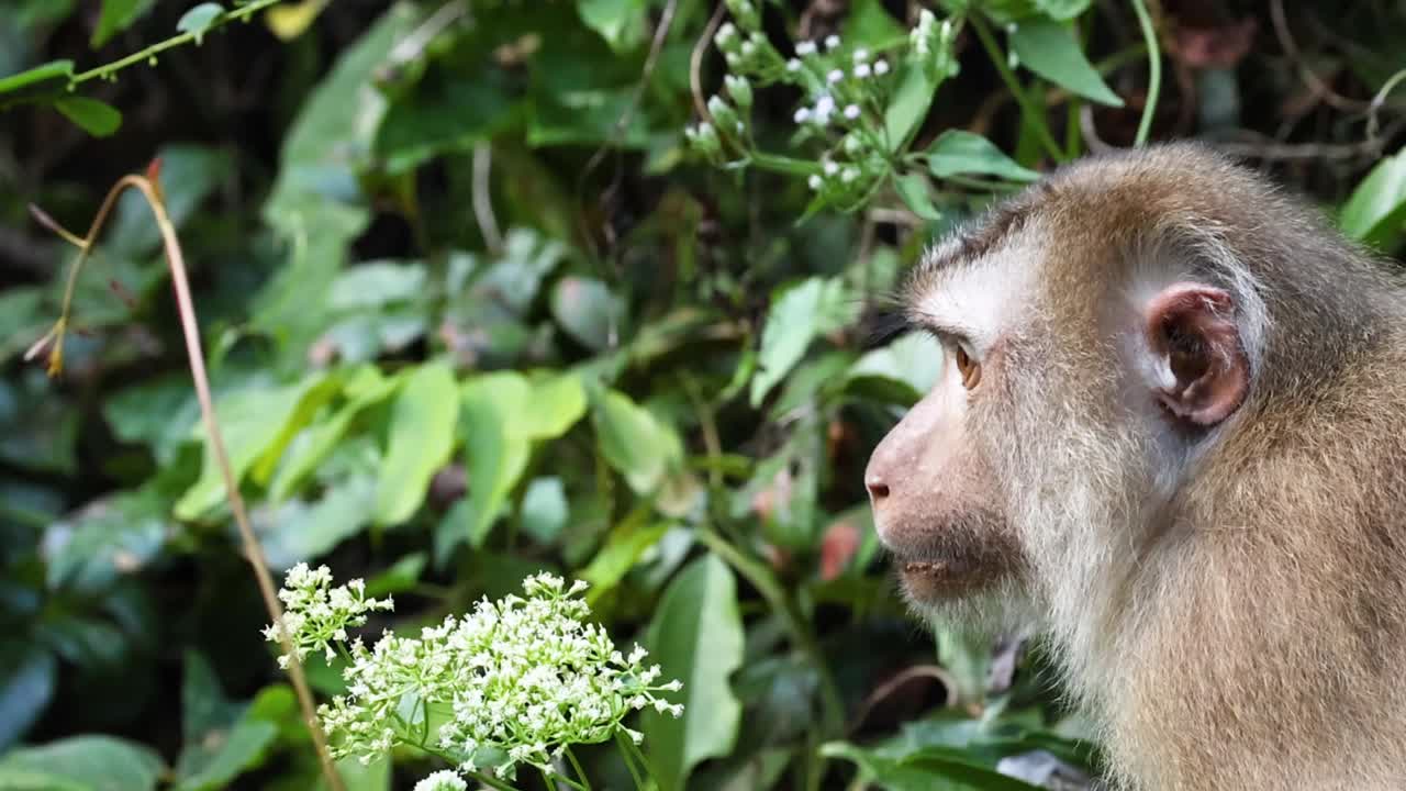 A monkey closely examines a flowering plant amidst lush green foliage in its natural habitat.
