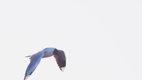 Closeup-Tracking-of-a-Black-Headed-Gull-against-the-late-evening-sky-at-puerto-madryn-,-urban-wildlife