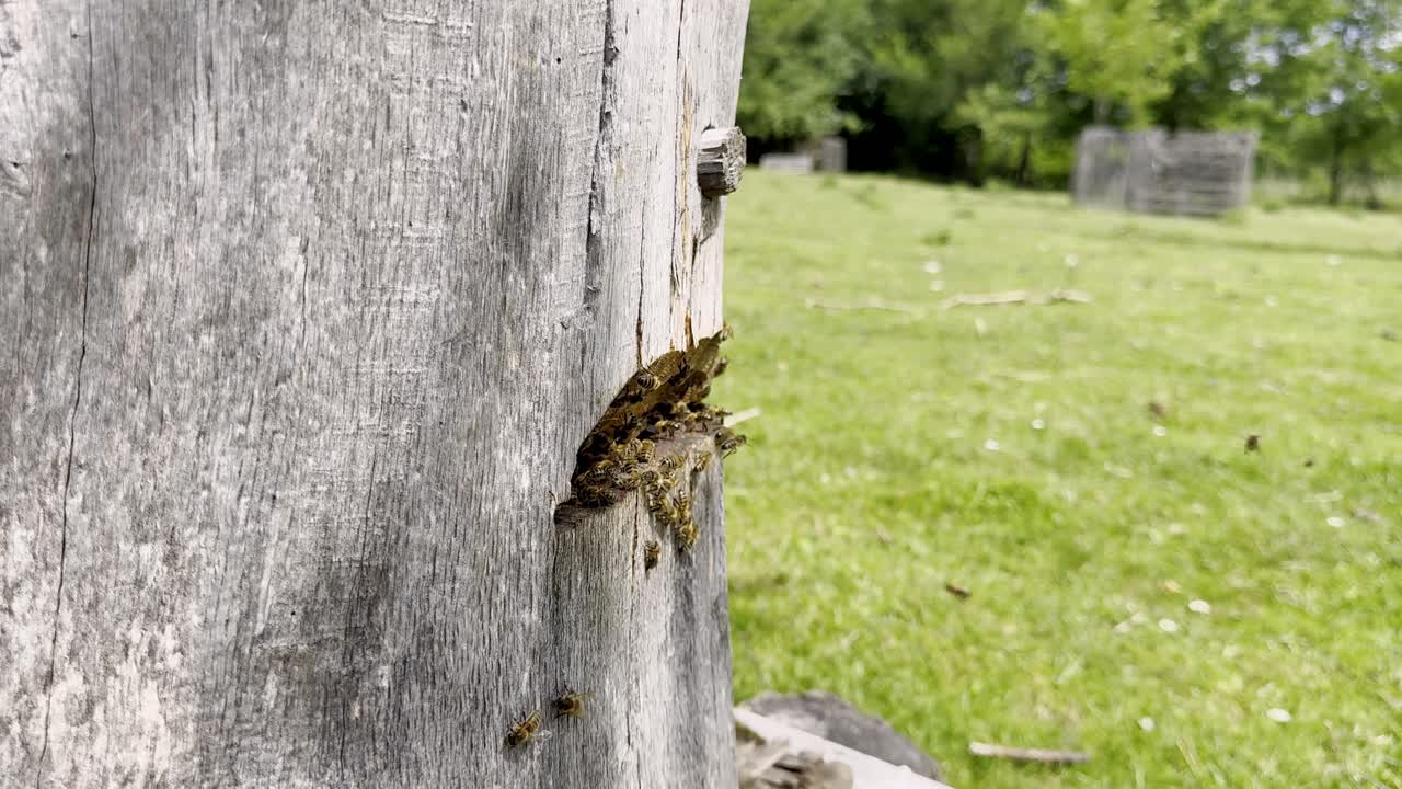 Bees buzz in and out of a hollowed tree trunk hive in a sunny meadow.
