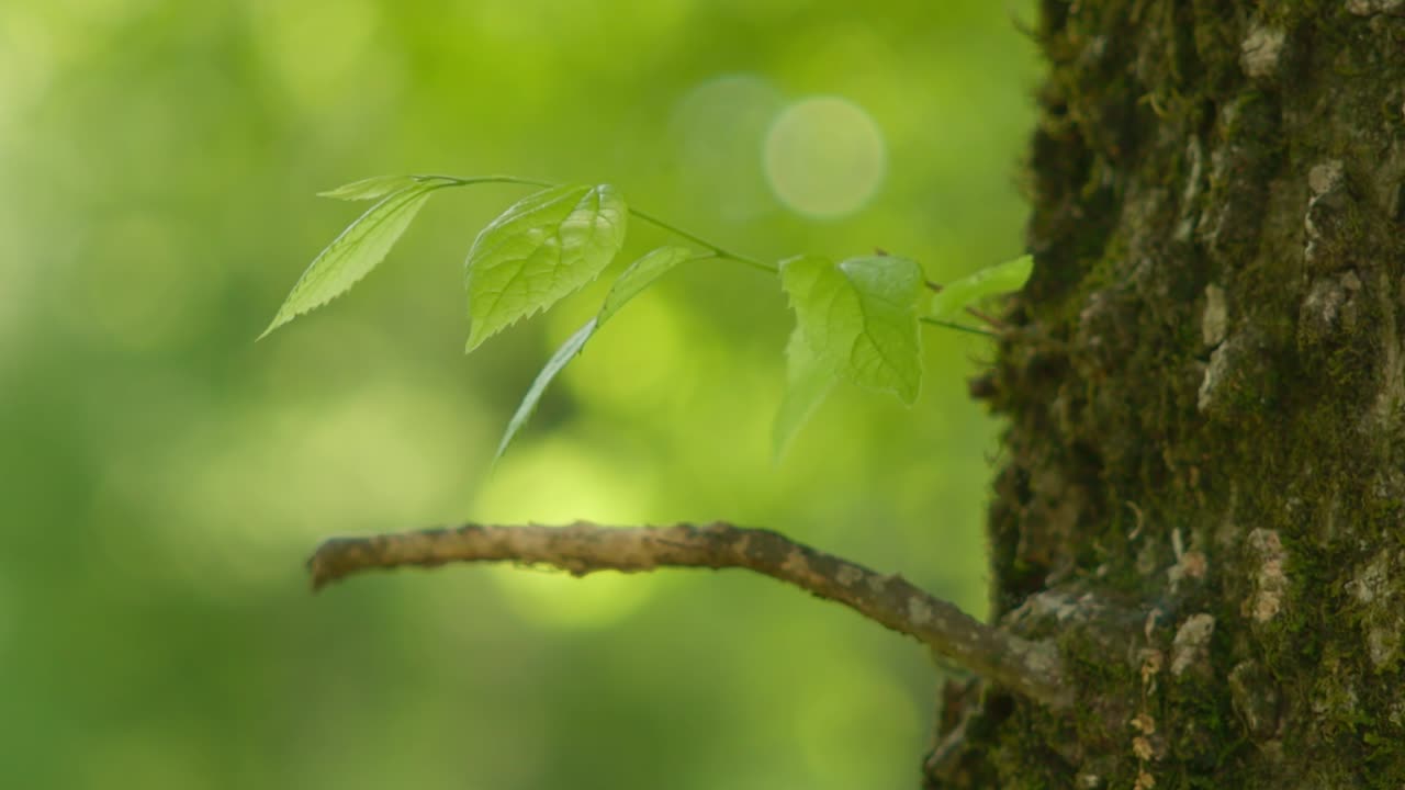 ramita de hojas verdes que brota de la corteza de un árbol de musgo en el bosque, tiro bokeh