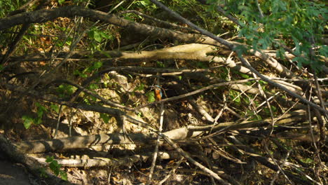 kingfisher-wildlife-bird-perched-on-a-branch-along-a-river-Herault-Gracula