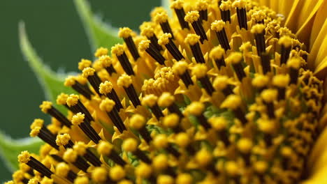 detailed close-up of sunflower florets