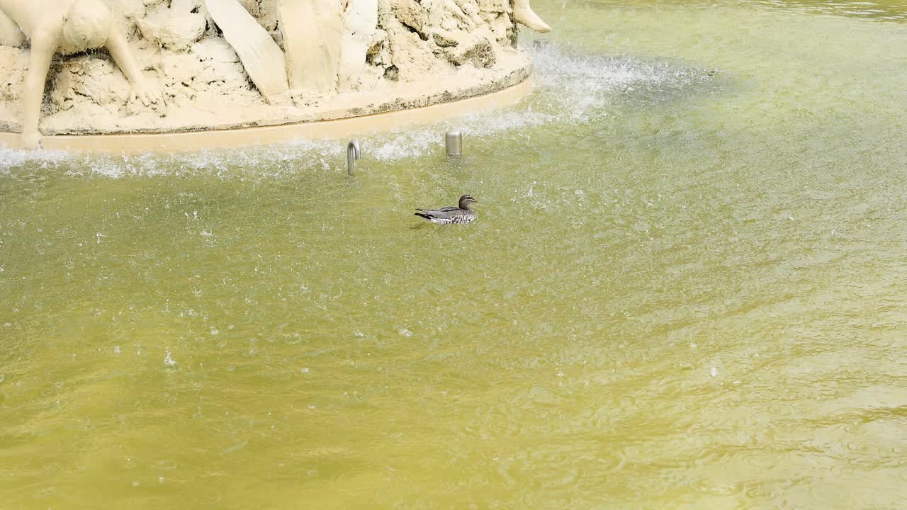 오리 한 마리가 분수 수영장 에서 수영 하고 있다