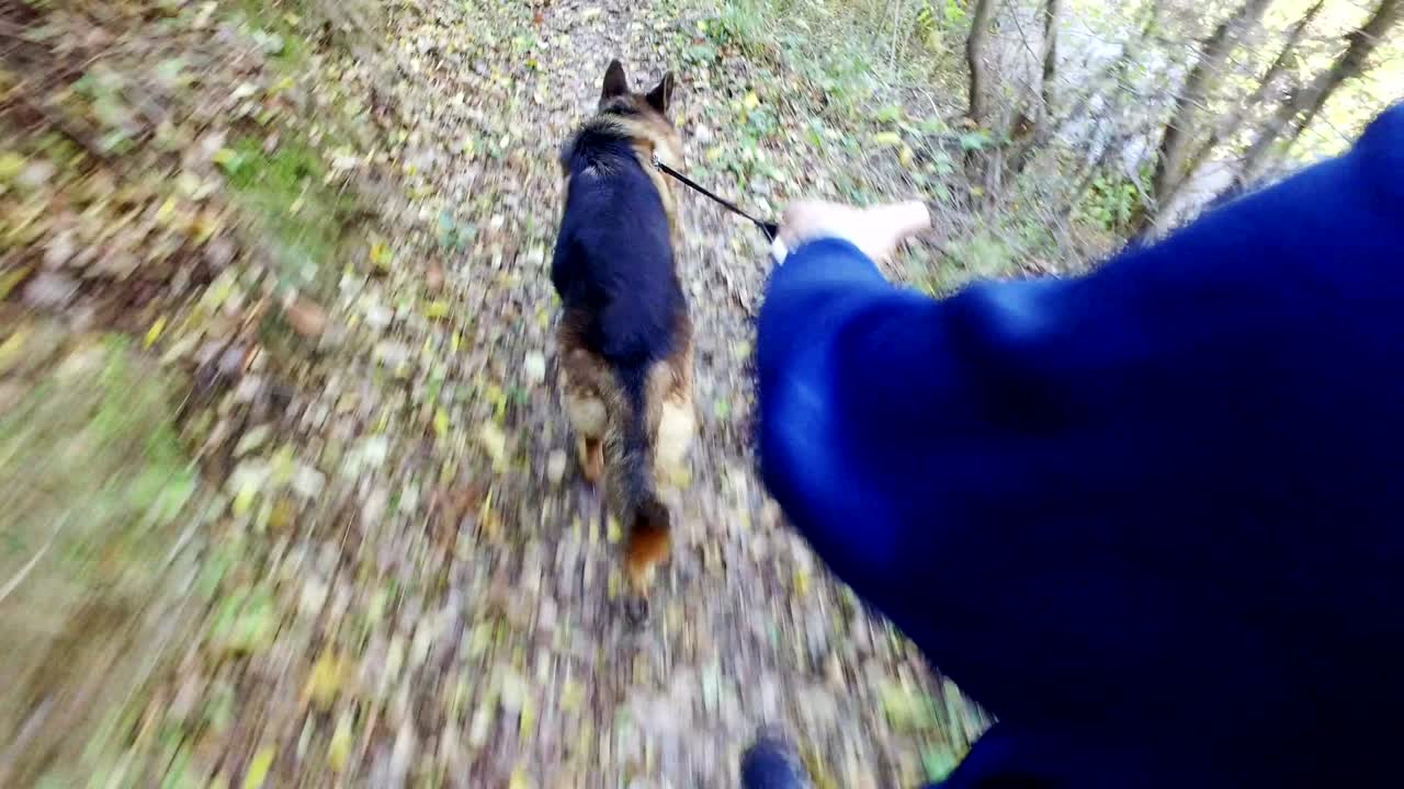 가을 잎 위 의 숲 에서 고 있는 강아지