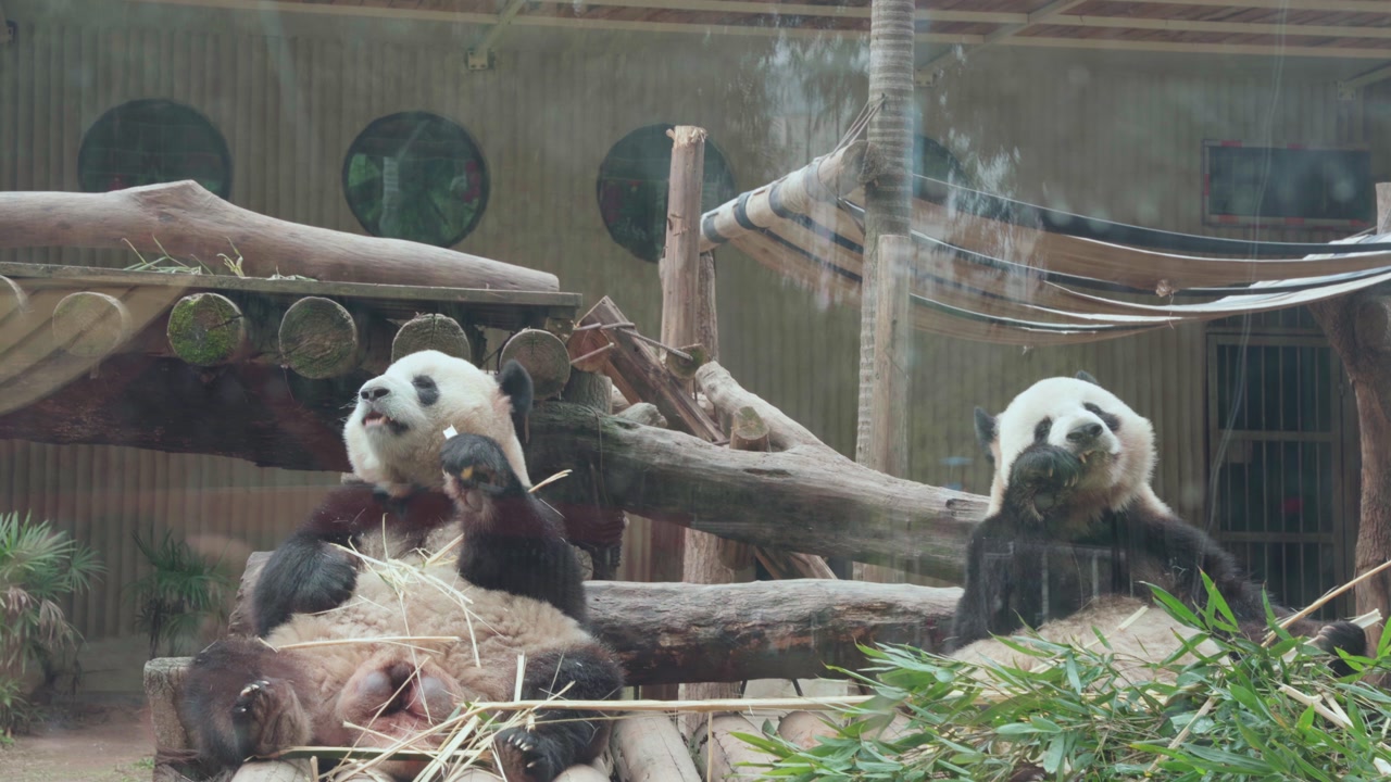 Static wide shot of two adult giant pandas sitting and eating bamboo inside zoo enclosure with wooden log structures and straw, viewed through glass, Chongqing, China.
