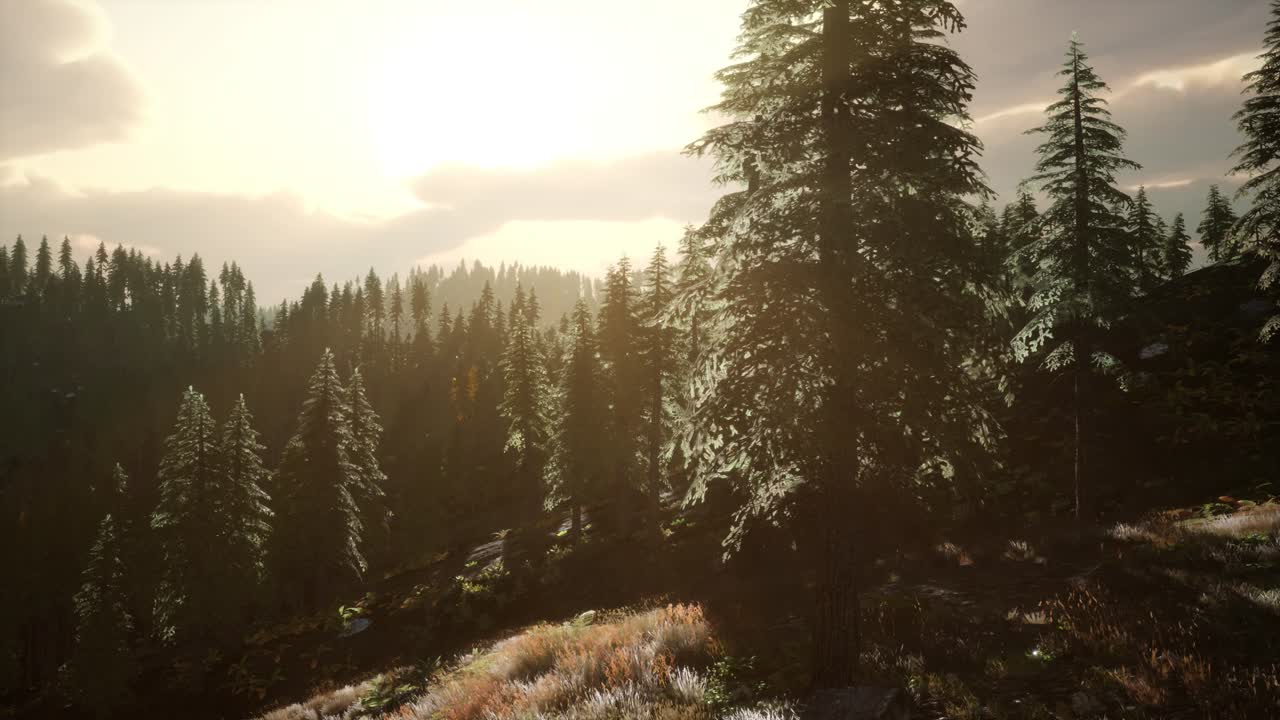 los rayos del sol se abren camino a través de las ramas