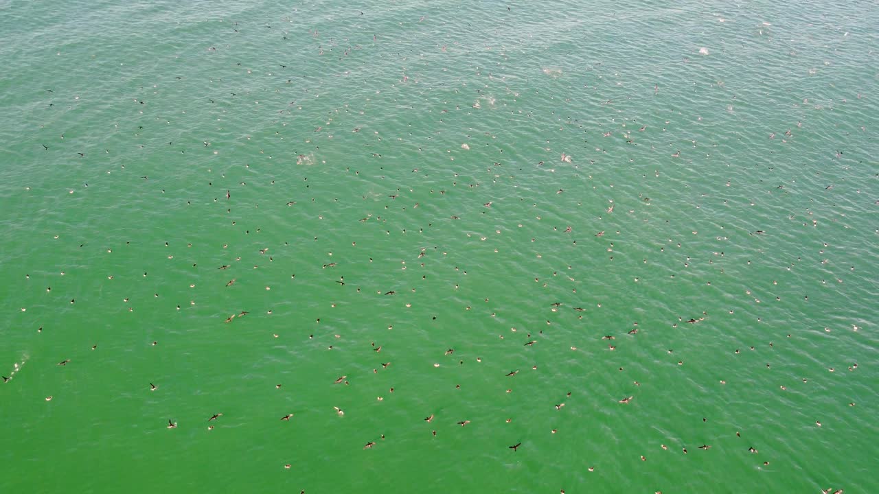 갈매기의 드론 공중 샷 물 위를 나는 새의 비행 바다 태평양 풍경 자연 동물 여행 관광 입구 중앙 해안 뉴 사우스 웨일즈 호주 4k