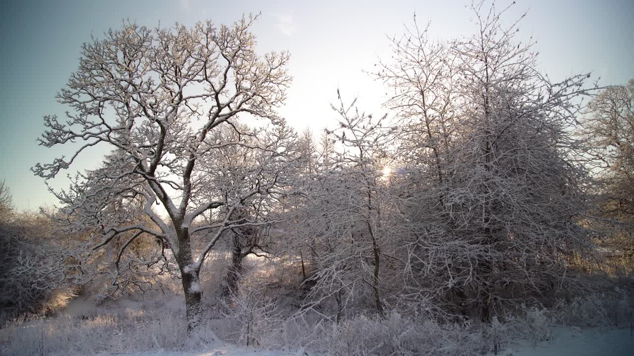 태양은 밝은 날에  눈으로 인 나무의 가지 사이에 빛나고 있습니다.