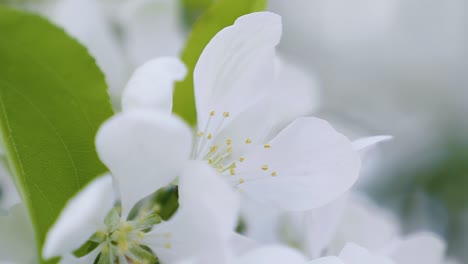 primer plano macro de hermosas flores blancas en una cálida mañana de primavera