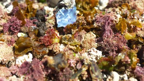 macro shot of marine life on tenerife's shores